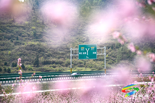 松桃：陽春三月賞桃花 農(nóng)旅融合助增收