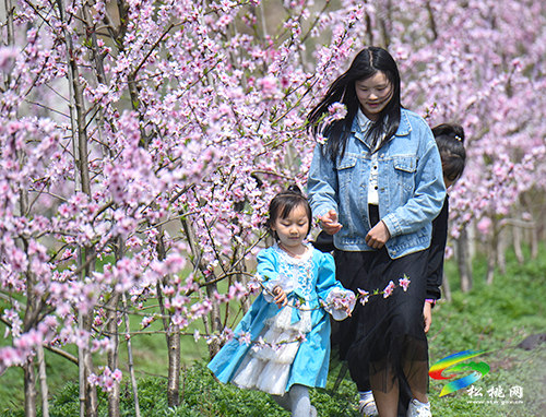 松桃：陽春三月賞桃花 農(nóng)旅融合助增收