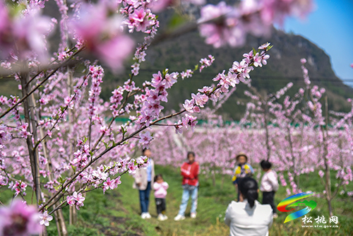松桃：陽春三月賞桃花 農(nóng)旅融合助增收