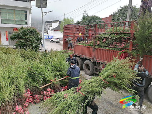 松桃：珍稀植物紅豆杉暢銷全國各地