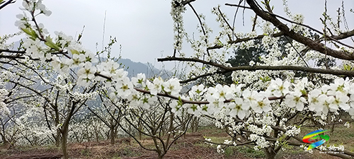 當(dāng)音樂遇上鮮花 | 巧用文創(chuàng)提高旅游愉悅性