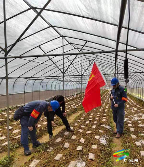 松桃供電局：助力鄉(xiāng)村振興產(chǎn)業(yè)，我當先