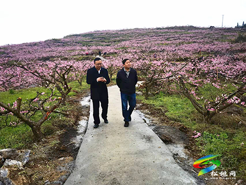 石敏到蓼皋街道調(diào)研旅游產(chǎn)業(yè)化