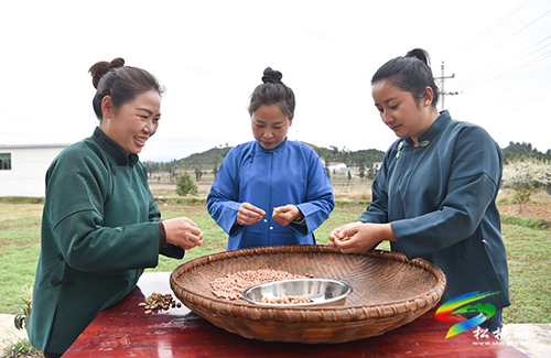 【網(wǎng)絡(luò)中國節(jié)·清明】松桃：春來“清明粑”飄香