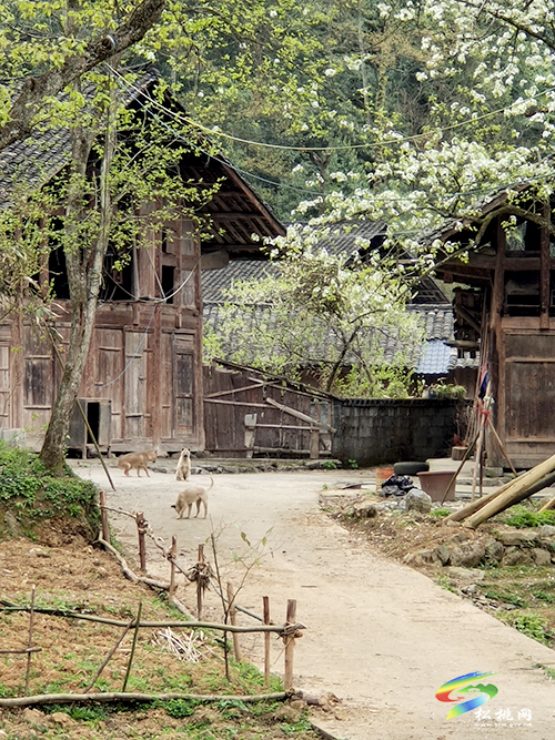 長(zhǎng)坪梨花 |好風(fēng)景藏著好“錢”景