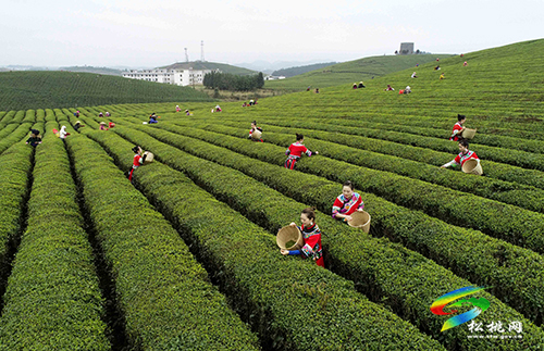 松桃：又是一年采茶季 茶葉清香富農(nóng)民