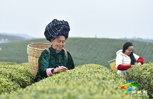 松桃：又是一年采茶季 茶葉清香富農(nóng)民