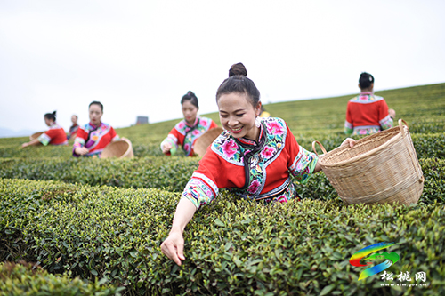 松桃：又是一年采茶季 茶葉清香富農(nóng)民