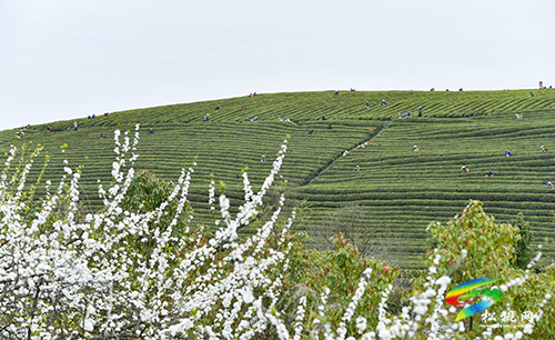 松桃：又是一年采茶季 茶葉清香富農(nóng)民