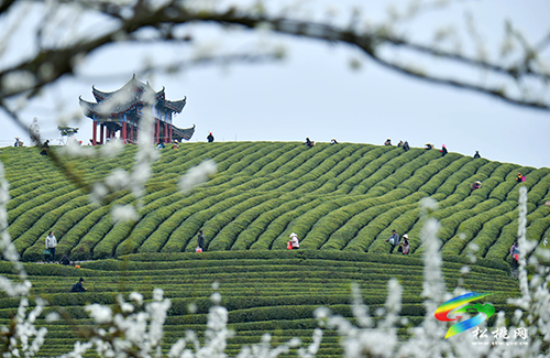 松桃：又是一年采茶季 茶葉清香富農(nóng)民