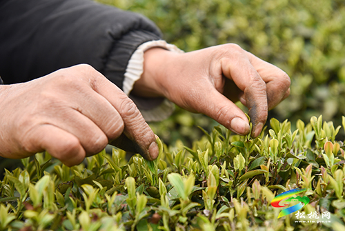 松桃：又是一年采茶季 茶葉清香富農(nóng)民