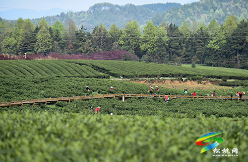松桃：又是一年采茶季 茶葉清香富農(nóng)民