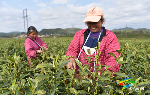 松桃：又是一年采茶季 茶葉清香富農(nóng)民