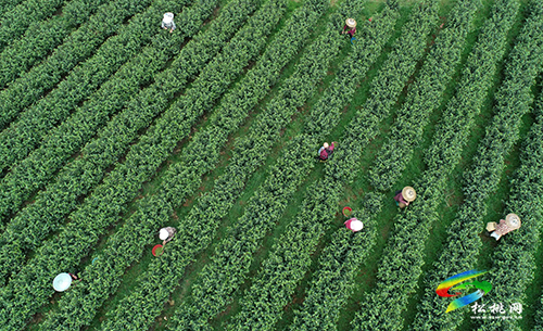 松桃：又是一年采茶季 茶葉清香富農(nóng)民