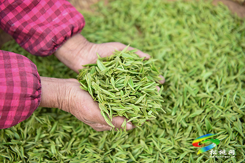 松桃：又是一年采茶季 茶葉清香富農(nóng)民