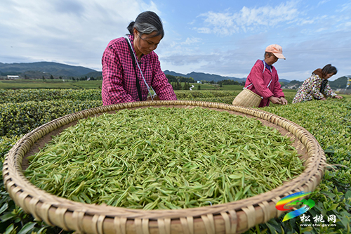 松桃：又是一年采茶季 茶葉清香富農(nóng)民