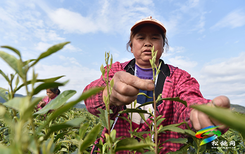 松桃：又是一年采茶季 茶葉清香富農(nóng)民
