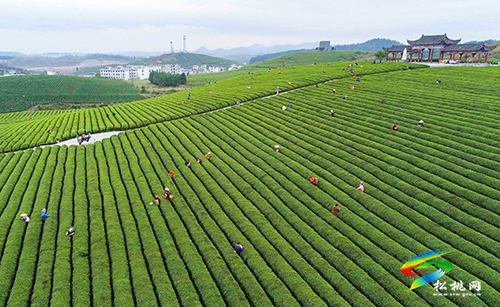 松桃：又是一年采茶季 茶葉清香富農(nóng)民