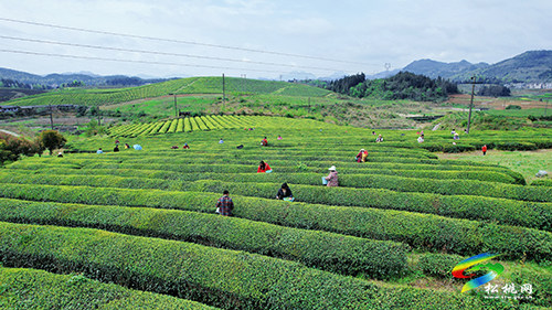​大坪場鎮(zhèn)：采茶正當(dāng)時(shí)，片片茶飄香