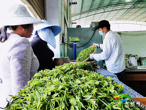 ​大坪場鎮(zhèn)：采茶正當(dāng)時(shí)，片片茶飄香