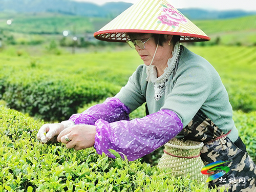 ​大坪場鎮(zhèn)：采茶正當(dāng)時(shí)，片片茶飄香