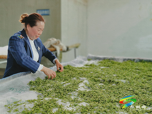 ​大坪場鎮(zhèn)：采茶正當(dāng)時(shí)，片片茶飄香