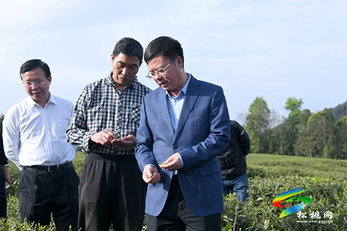 陳康到松桃調(diào)研生態(tài)茶產(chǎn)業(yè)發(fā)展情況