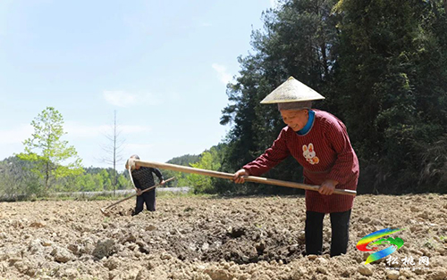 長坪鄉(xiāng)：特色產(chǎn)業(yè)繪就鄉(xiāng)村振興新畫卷