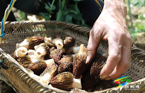 長坪鄉(xiāng)：特色產(chǎn)業(yè)繪就鄉(xiāng)村振興新畫卷