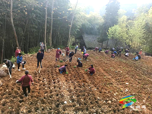 平頭鎮(zhèn)：種植板藍(lán)根，開創(chuàng)致富路