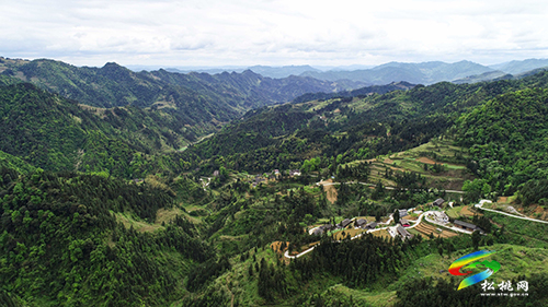 松桃尖山村：油茶基地套種經(jīng)濟(jì)作物　一塊土地三份收入