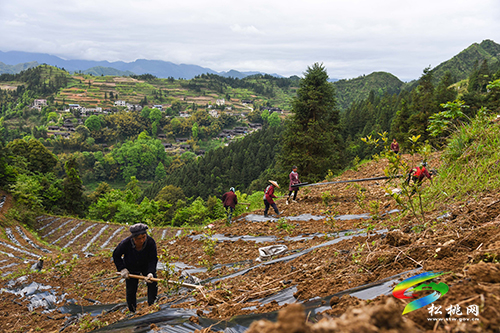 松桃尖山村：油茶基地套種經(jīng)濟(jì)作物　一塊土地三份收入