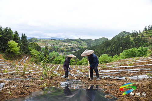 松桃尖山村：油茶基地套種經(jīng)濟(jì)作物　一塊土地三份收入