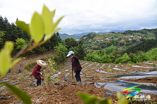 松桃尖山村：油茶基地套種經(jīng)濟(jì)作物　一塊土地三份收入