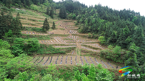 松桃尖山村：油茶基地套種經(jīng)濟(jì)作物　一塊土地三份收入