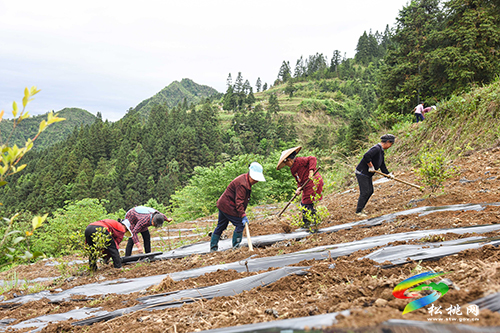 松桃尖山村：油茶基地套種經(jīng)濟(jì)作物　一塊土地三份收入