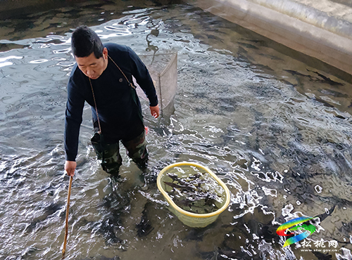 【沿著高速看變化⑧】大路桂芽：山間新茶香　水里魚蛙游