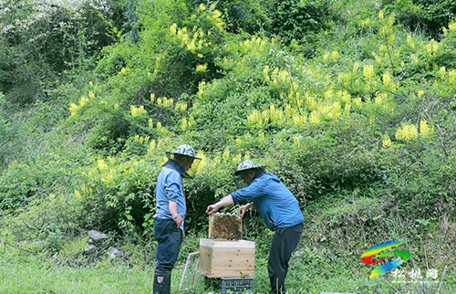【沿著高速看變化⑩】松桃太平營(yíng)：后花園里的甜蜜事業(yè)