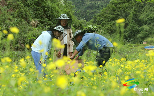 【沿著高速看變化⑩】松桃太平營(yíng)：后花園里的甜蜜事業(yè)