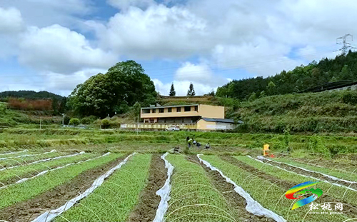 【沿著高速看變化⑩】松桃太平營(yíng)：后花園里的甜蜜事業(yè)
