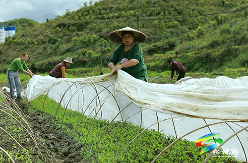 【沿著高速看變化⑩】松桃太平營(yíng)：后花園里的甜蜜事業(yè)