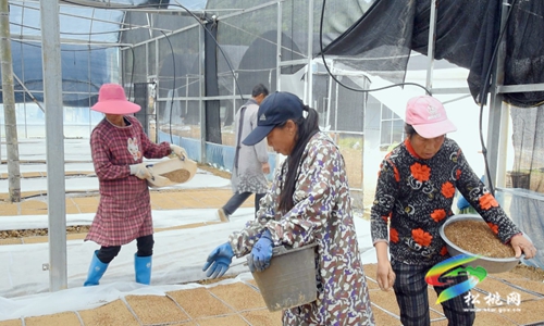 松桃：機械化育秧忙　助力水稻播種“加速度”