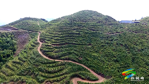 【沿著高速看變化⑪】妙隘鄉(xiāng):荒山變果園　百姓笑開顏