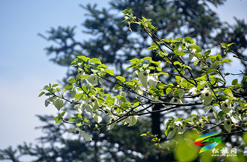 陽(yáng)雀林場(chǎng)珙桐花開(kāi)
