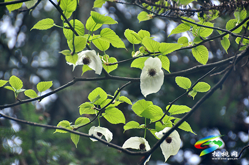 陽(yáng)雀林場(chǎng)珙桐花開(kāi)