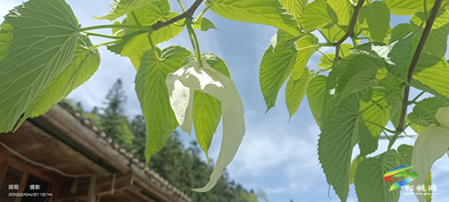 陽(yáng)雀林場(chǎng)珙桐花開(kāi)
