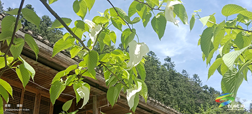 陽(yáng)雀林場(chǎng)珙桐花開(kāi)