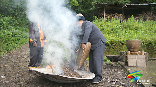 牛郎鎮(zhèn):漫山油桐樹　成為群眾“致富樹”