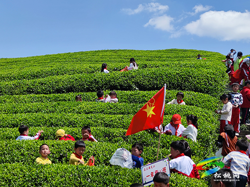 ​正大鎮(zhèn)完小開(kāi)展春季采茶社會(huì)實(shí)踐暨勞動(dòng)教育活動(dòng)