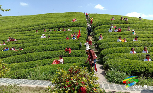 ​正大鎮(zhèn)完小開(kāi)展春季采茶社會(huì)實(shí)踐暨勞動(dòng)教育活動(dòng)